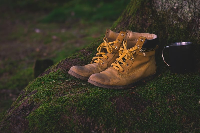 Forest Camping