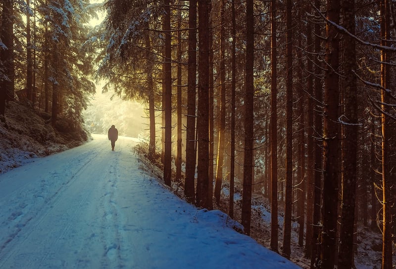 Forest Sunrise
